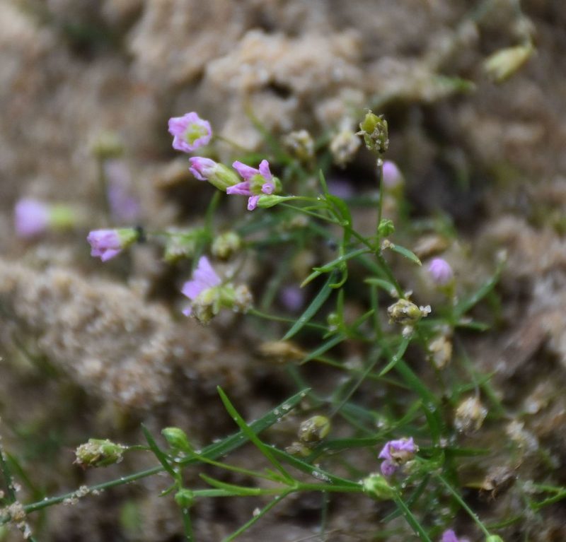 Psammophiliella muralis, photographed by Игорь Васильев