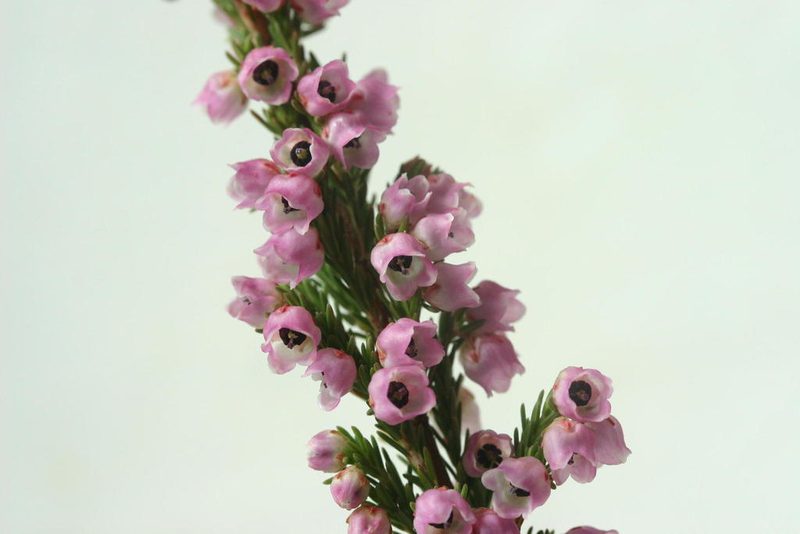 Erica condensata, photographed by jillblignaut