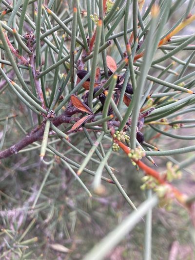 Hakea microcarpa, photographed by krumpianking