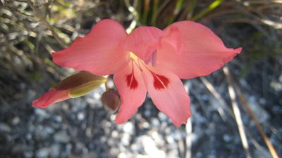 Gladiolus oreocharis, photographed by jillblignaut