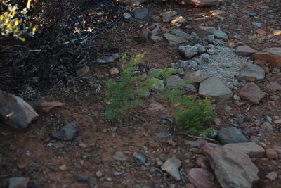 Asparagus fasciculatus, photographed by Tony Rebelo