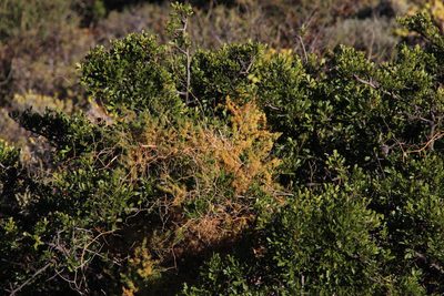 Asparagus fasciculatus, photographed by Tony Rebelo