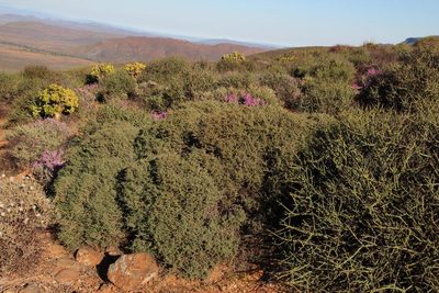 Zygophyllum retrofractum, photographed by Tony Rebelo