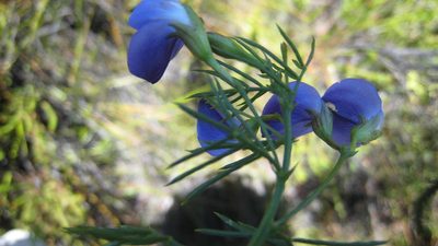 Psoralea laevigata, photographed by jillblignaut