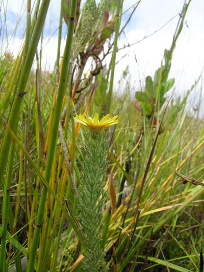 Ursinia hispida, photographed by jillblignaut
