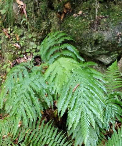 Pteris incompleta, photographed by Vítor Jorge