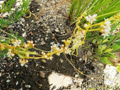 Cuscuta nitida, photographed by linkie