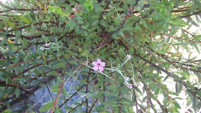 Adenandra mundiifolia, photographed by jillblignaut