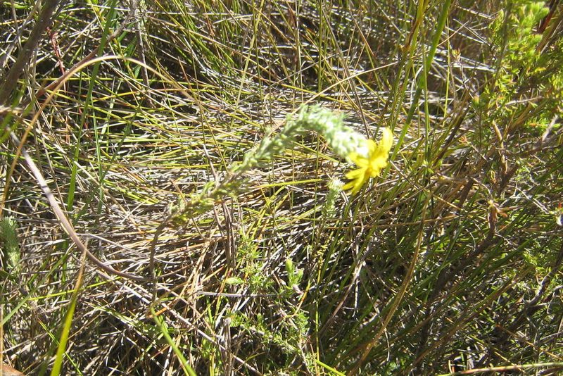 Ursinia hispida, photographed by jillblignaut