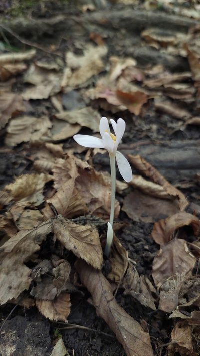 Colchicum umbrosum, photographed by Алена Ручка