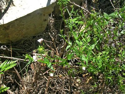 Nemesia elata, photographed by jillblignaut
