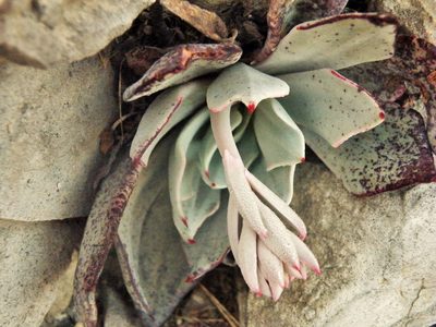Echeveria strictiflora, photographed by amantedarmanin