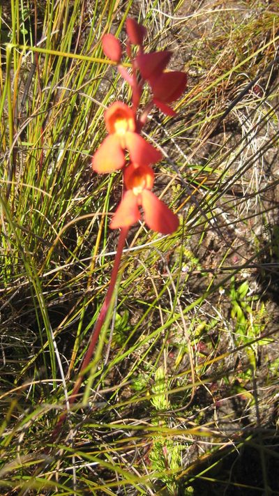 Disa cardinalis, photographed by jillblignaut