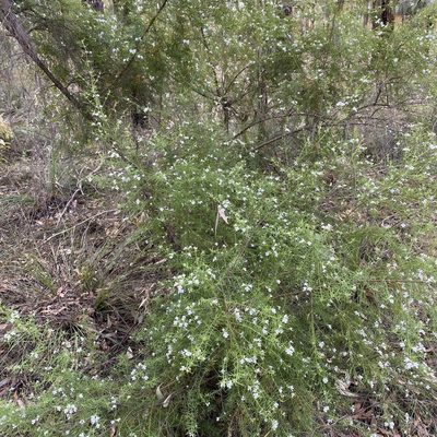 Westringia longifolia, photographed by prossington