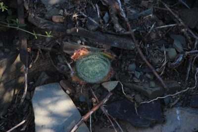 Crassula barbata, photographed by Tony Rebelo