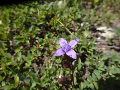 Gentianella campestris, photographed by Guillaume Hoffmann