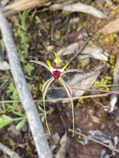 Caladenia atrovespa, photographed by prossington