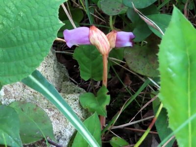 Aeginetia indica, photographed by mami_t_t