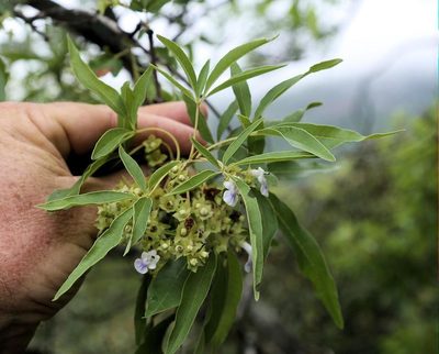 Vitex rehmannii, photographed by Wynand Uys