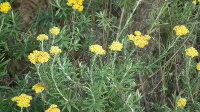 Helichrysum splendidum, photographed by Shaun Swanepoel