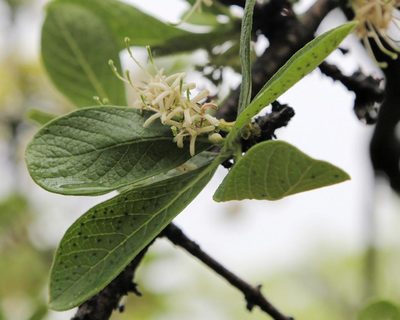 Pavetta schumanniana, photographed by Wynand Uys