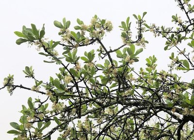 Pavetta schumanniana, photographed by Wynand Uys