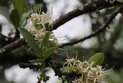 Pavetta schumanniana, photographed by Wynand Uys