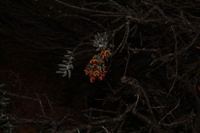 Daviesia pachyphylla, photographed by Em Lamond