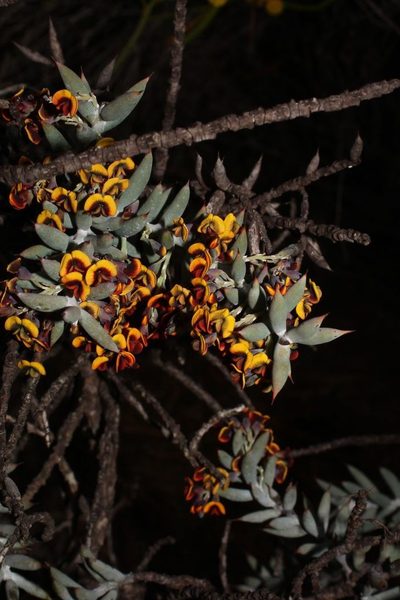 Daviesia pachyphylla, photographed by Em Lamond