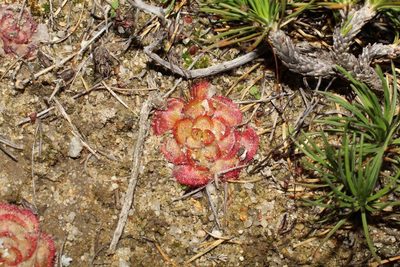 Drosera zonaria, photographed by Em Lamond