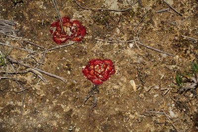 Drosera zonaria, photographed by Em Lamond