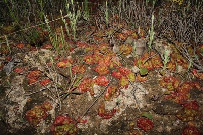 Drosera zonaria, photographed by Em Lamond