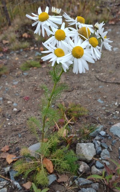 Tripleurospermum hookeri, photographed by Yurii Basov