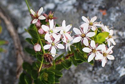 Agathosma ovata, photographed by Di Turner