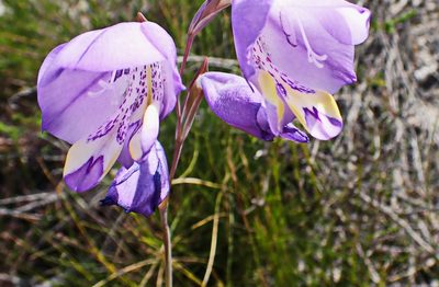 Gladiolus rogersii, photographed by Di Turner