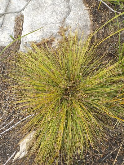 Ficinia quinquangularis, photographed by kevin koen