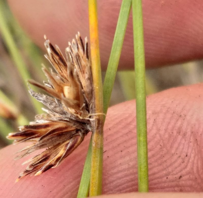 Ficinia quinquangularis, photographed by kevin koen