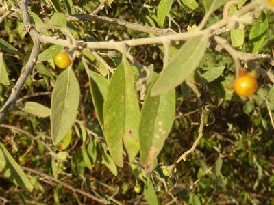 Solanum tettense, photographed by M Kriek