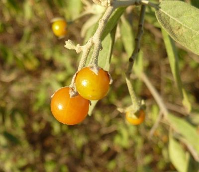 Solanum tettense, photographed by M Kriek