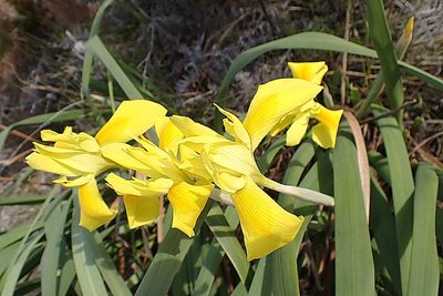 Moraea spathulata, photographed by Di Turner