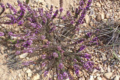 Muraltia alopecuroides, photographed by Di Turner