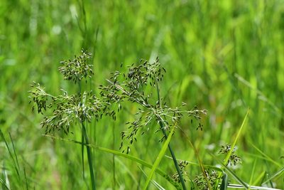 Scirpus radicans, photographed by Поляков Александр