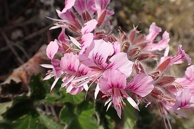 Pelargonium cordifolium, photographed by Di Turner