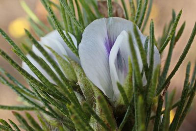 Psoralea floccosa, photographed by Di Turner