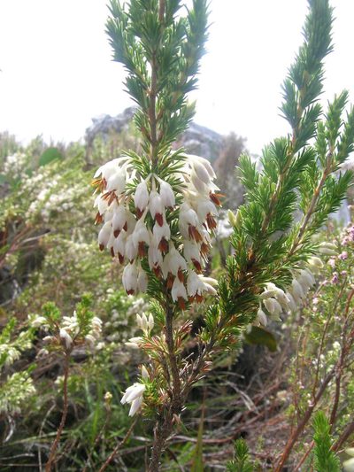 Erica penicilliformis, photographed by jillblignaut