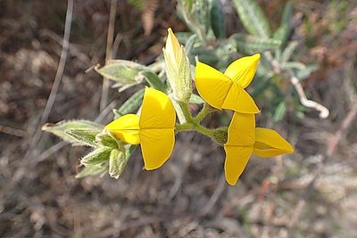 Rhynchosia leucoscias, photographed by Di Turner