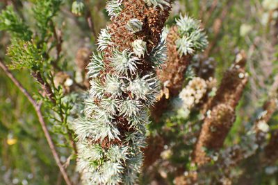 Stoebe alopecuroides, photographed by Di Turner