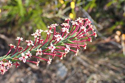 Struthiola macowanii, photographed by Di Turner