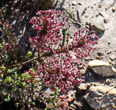 Struthiola macowanii, photographed by Di Turner