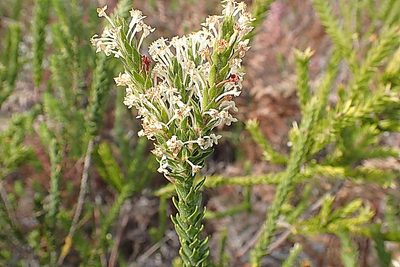 Struthiola hirsuta, photographed by Di Turner